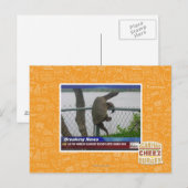 Carte Postale Tortue en voie de disparition (Devant / Derrière)