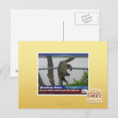 Carte Postale Tortue en voie de disparition (Devant / Derrière)