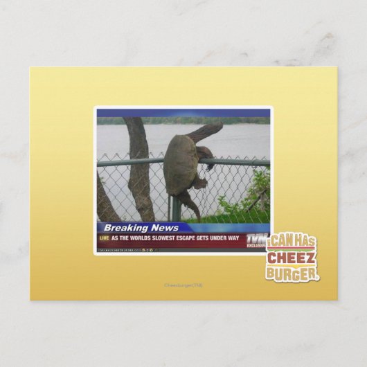 Carte Postale Tortue en voie de disparition (Devant)