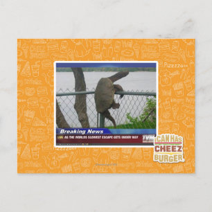 Carte Postale Tortue en voie de disparition