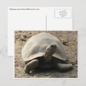 Carte Postale tortue galápagos (Devant / Derrière)