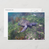 Carte Postale tortue galapagos (Devant / Derrière)