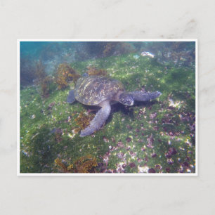 Carte Postale tortue galapagos