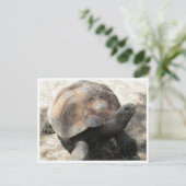 Carte Postale tortue galápagos (Debout devant)