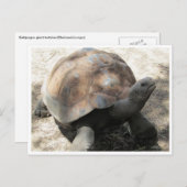 Carte Postale tortue galápagos (Devant / Derrière)