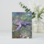 Carte Postale tortue galapagos vert (Debout devant)