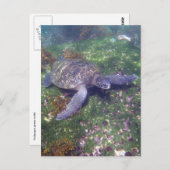 Carte Postale tortue galapagos vert (Devant / Derrière)