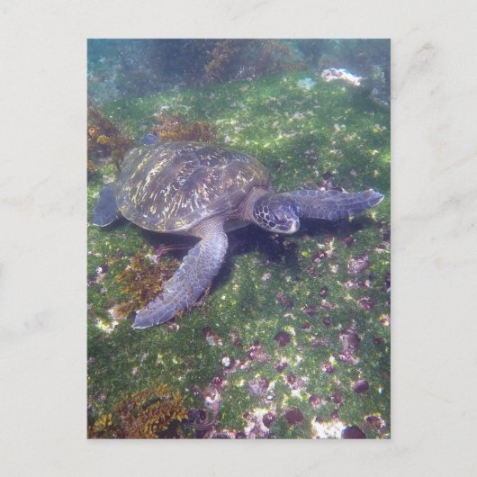 Carte Postale tortue galapagos vert (Devant)