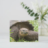 Carte Postale Tortue géante (Debout devant)