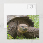 Carte Postale Tortue géante (Devant / Derrière)