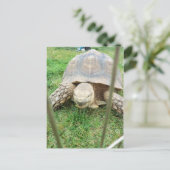 Carte Postale Tortue géante, 1 (Debout devant)
