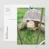Carte Postale Tortue géante, 1 (Devant / Derrière)