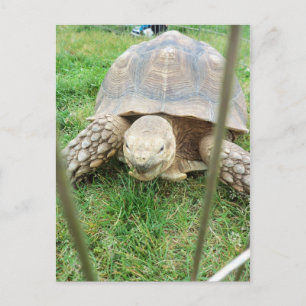 Carte Postale Tortue géante, 1