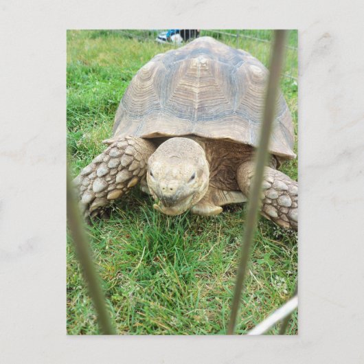 Carte Postale Tortue géante, 1 (Devant)
