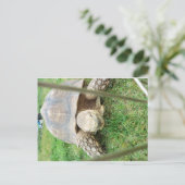 Carte Postale Tortue géante, 1 (Debout devant)