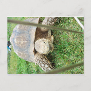 Carte Postale Tortue géante, 1