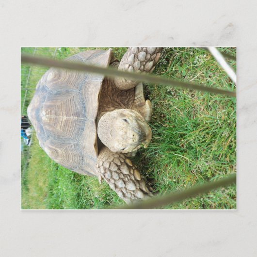 Carte Postale Tortue géante, 1 (Devant)
