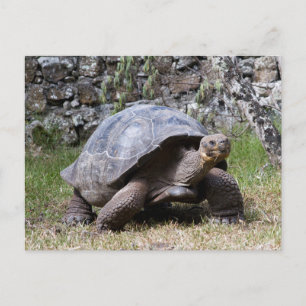 Carte Postale Tortue géante Galapagos