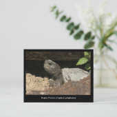 Carte Postale Tortue Gopher Sur Le Lookout (Debout devant)