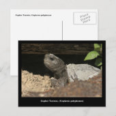 Carte Postale Tortue Gopher Sur Le Lookout (Devant / Derrière)
