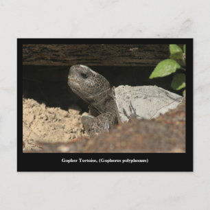 Carte Postale Tortue Gopher Sur Le Lookout