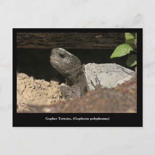 Carte Postale Tortue Gopher Sur Le Lookout (Devant)