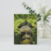 Carte Postale Tortue haute (Debout devant)