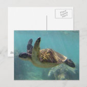 Carte Postale Tortue Hawaii (Devant / Derrière)