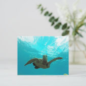 Carte Postale Tortue Hawaii Honu (Debout devant)