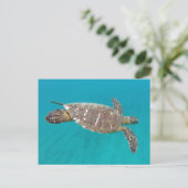 Carte Postale Tortue Hawaii Honu (Debout devant)