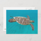 Carte Postale Tortue Hawaii Honu (Devant / Derrière)