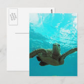 Carte Postale Tortue Hawaii Honu (Devant / Derrière)