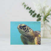 Carte Postale Tortue Hawaii Honu (Debout devant)
