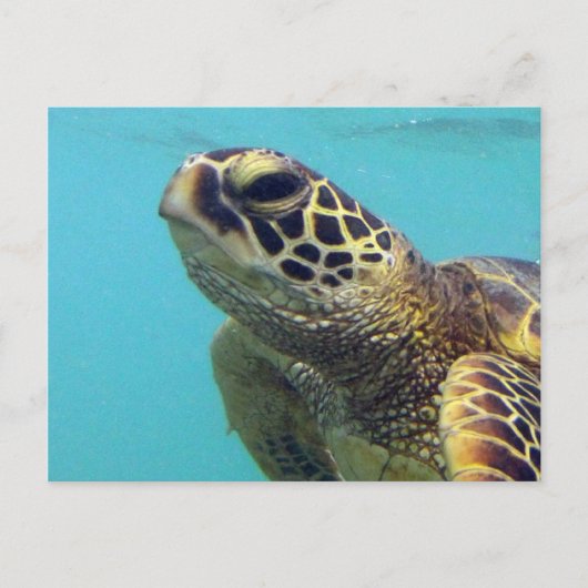 Carte Postale Tortue Hawaii Honu (Devant)