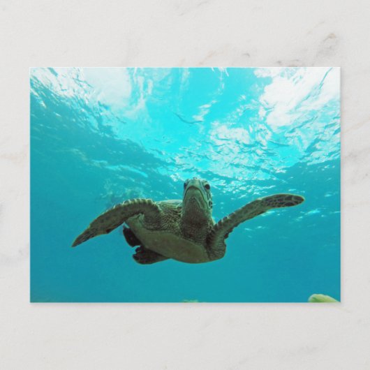 Carte Postale Tortue Hawaii Honu (Devant)