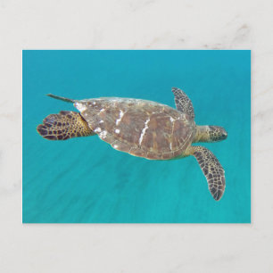Carte Postale Tortue Hawaii Honu