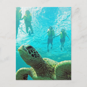 Carte Postale Tortue hawaiienne et tuba