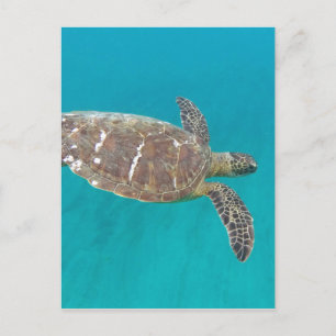 Carte Postale Tortue Honu d'Hawaï