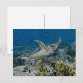 Carte Postale Tortue imbriquée nageant (Devant / Derrière)