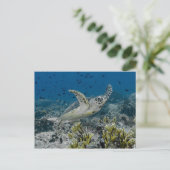 Carte Postale Tortue imbriquée nageant (Debout devant)