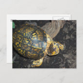 Carte Postale Tortue jaune (Devant / Derrière)