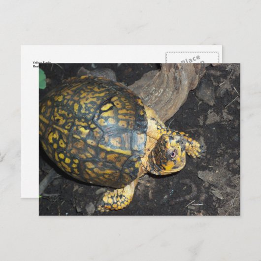 Carte Postale Tortue jaune (Devant / Derrière)