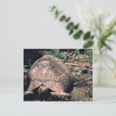 Carte Postale Tortue léopard (Debout devant)