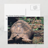 Carte Postale Tortue léopard (Devant / Derrière)