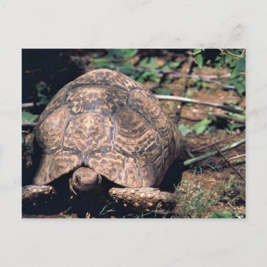 Carte Postale Tortue léopard (Devant)