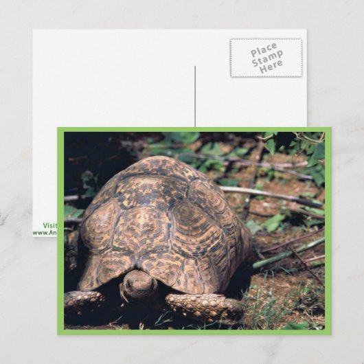 Carte Postale Tortue léopard (Devant / Derrière)