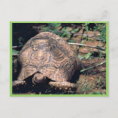 Carte Postale Tortue léopard (Devant)