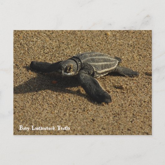 Carte Postale Tortue luth (Devant)