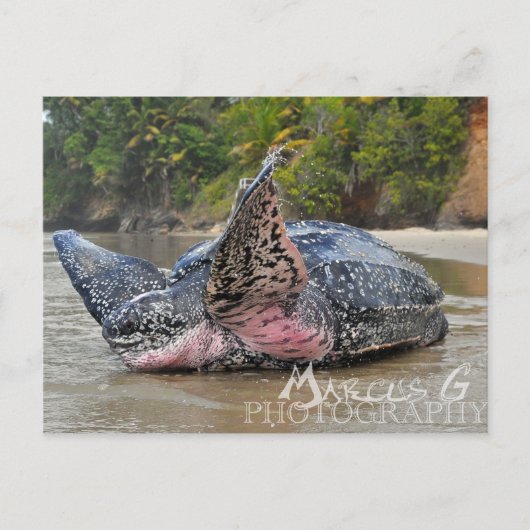 Carte Postale Tortue luth (Devant)