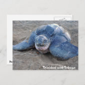 Carte Postale Tortue luth à Trinité-et-Tobago (Devant / Derrière)